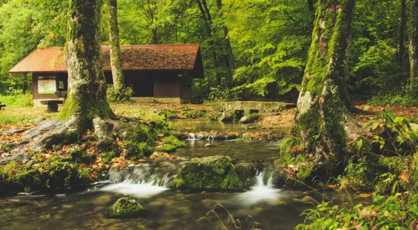 Urokliwy dom w lesie, otoczony bujną zielenią i szumiącym strumieniem. Jesienne liście tworzą barwny dywan.